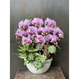 CHẬU LAN HỒ ĐIỆP HỒNG ĐỘT BIẾN